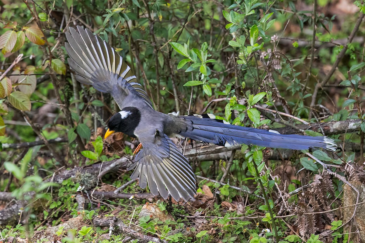 Vietnam Bird Watching Holiday